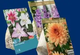 Lidl Premium-Blumenzwiebeln Angebot