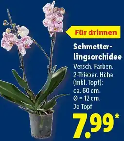 Lidl Schmetterlingsorchidee Angebot