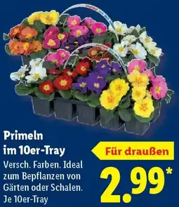 Lidl Primeln im 10er-Tray Angebot