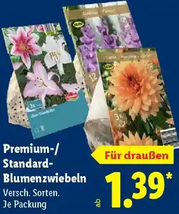 Lidl Premium-/ Standard Blumenzwiebeln Angebot