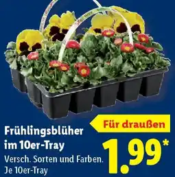 Lidl Frühlingsblüher im 10er-Tray Angebot