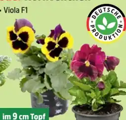 Thomas Philipps Stiefmütterchen Angebot