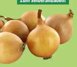 Thomas Philipps Steckzwiebeln Stuttgarter Riesen Angebot