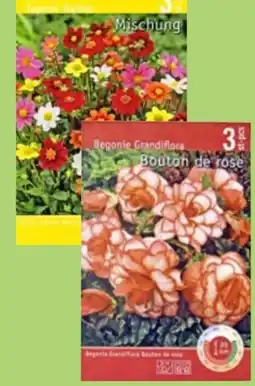 Thomas Philipps Dahlien DIN I Angebot