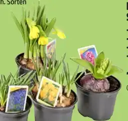 Thomas Philipps Blumenzwiebeln Mix Angebot