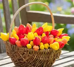 Thomas Philipps Künstlicher Tulpenbund Angebot