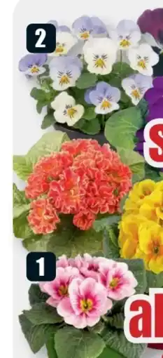 B1 Discount Baumarkt Primeln Angebot