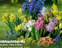 B1 Discount Baumarkt Frühlingsblüher-Mix Angebot