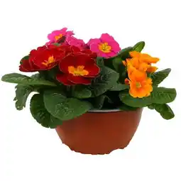 toom Baumarkt Primeln Angebot