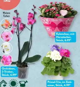 Aldi Süd Gardenline Pflanze Angebot
