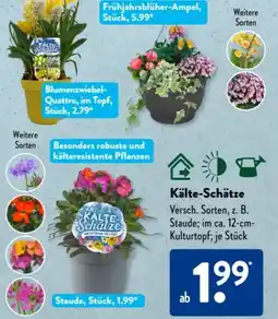 Aldi Süd Stauden Angebot