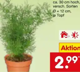 Netto Marken-Discount Grünpflanzen Angebot