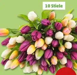 PENNY Tulpen Hot-Fresh Angebot