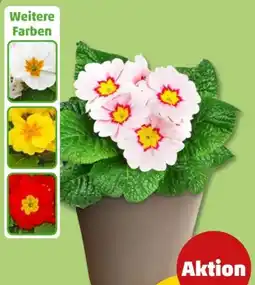 PENNY Primeln Angebot