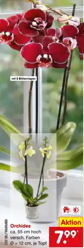 Netto Marken-Discount Orchideen Angebot