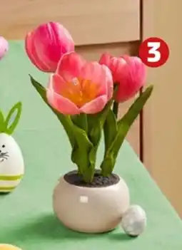 PENNY Home Ideas Seasons LED-Tulpen im Topf Angebot