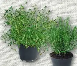 nahkauf Freilandkräuter Angebot