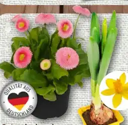 nahkauf Osterglocken Angebot