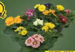 E-Center Primeln Angebot