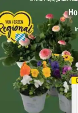 E-Center Hornveilchen Trios Angebot