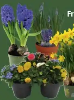 E-Center Frühlingsblüher Angebot