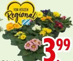 Edeka Primeln Angebot