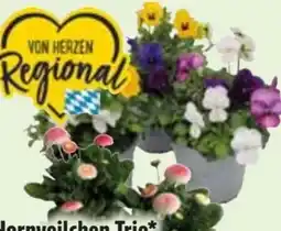 Edeka Trio-Hornveilchen Angebot