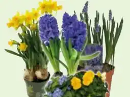 Edeka Frühlingsblüher Angebot