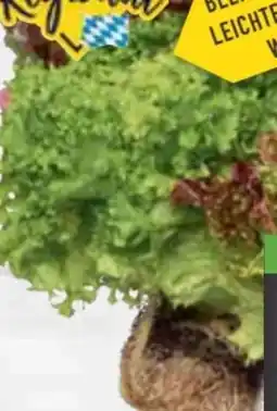 E-Center Ballensalat Trio Mix Angebot