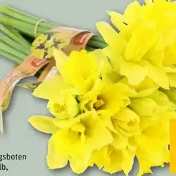 REWE Center Rewe Beste Wahl Feldnarzissen Angebot