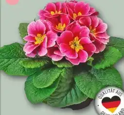 REWE Center Primel Sphinx Angebot