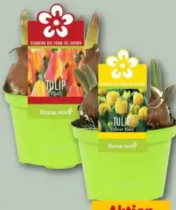 REWE Center Topfblumen Zwiebelmix Angebot