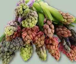 REWE Center Hyazinthen Angebot