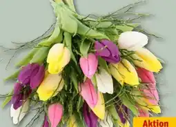 REWE Center Tulpenstrauß Lollipop Angebot