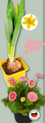 REWE Center Osterglocken Angebot