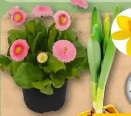 REWE Osterglocken Angebot