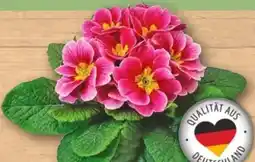 REWE Primel Sphinx Angebot