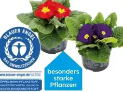 Globus Baumarkt Primeln Angebot