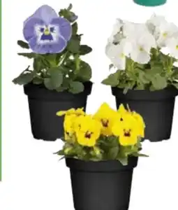 Globus Baumarkt Stiefmütterchen Viola Angebot