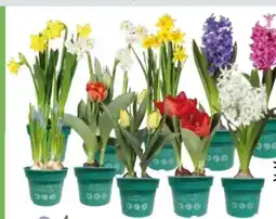 Globus Baumarkt Premium Zwiebelpflanzen Angebot