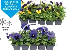 Globus Baumarkt Hornveilchen Angebot