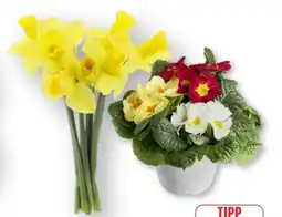 Edeka Englische Narzissen Angebot