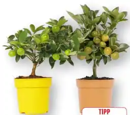 Edeka Zitrus Mini-Stamm-Mix Angebot