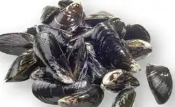 Scheck-in-Center Föhrer-Muscheln Angebot