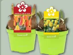 REWE Roma Nova Exklusiver Zwiebelmix Angebot