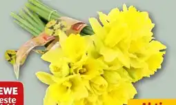 REWE Rewe Beste Wahl Feldnarzissen Angebot