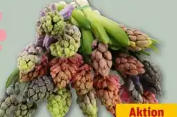 REWE Hyazinthen Angebot