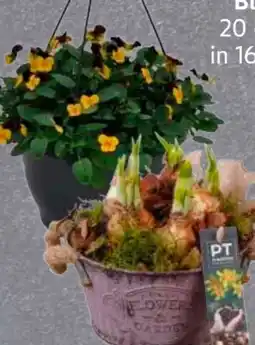 Edeka Vierländer Hornveilchen Angebot