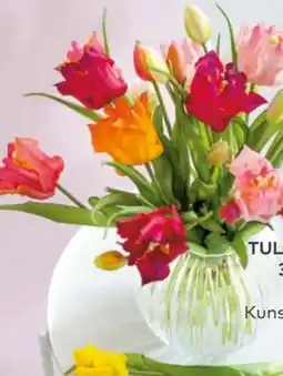 porta Tulpenbund Angebot