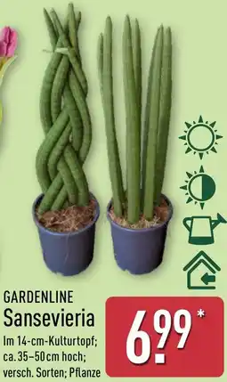 Aldi Nord GARDENLINE Sansevieria Angebot